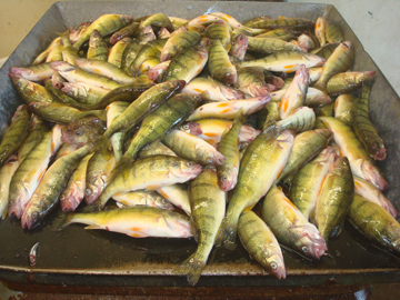 Lake Erie Fishing Charter – Trophy Charters – Fall Perch Trips