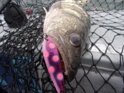 Charter Fishing - 16-05a.jpg