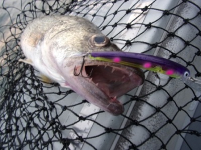 Charter Fishing - 16-12a.JPG